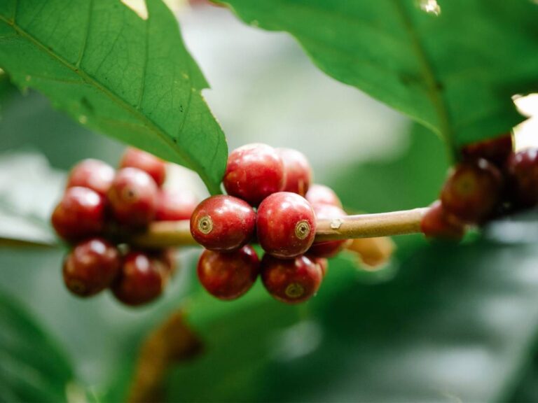 Ziarna kawy na gałązce. Obrazek w artykule Gatunki kawy i ich charakterystyka. Przewodnik po smakach i aromatach