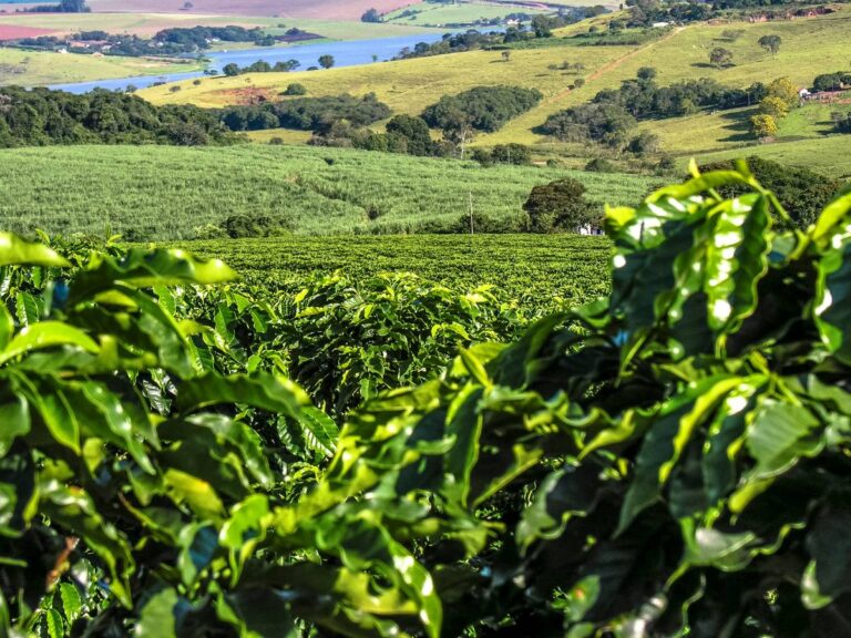 Plantacja kawy. Obrazek w artykule Gdzie rośnie kawa? Miejsca na mapie, gdzie możesz znaleźć plantacje kawy