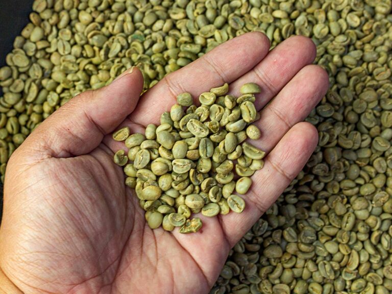 Ziarna na ręku. Obrazek w artykule Zielona kawa na odchudzanie. Czy naprawdę jest skuteczna? Sprawdzamy!