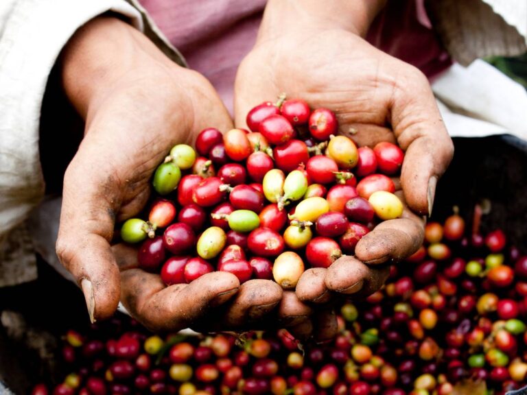 Ziarma kawy na dłoniach. Obrazek w artykule Jak rośnie kawa? Odkryj, jak powstają ziarenka kawy